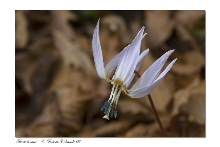 Erythronium dens-canis / Dente di cane